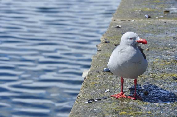 Ave se esquenta ao sol em pier em Port Stanley, a capital de Falkland